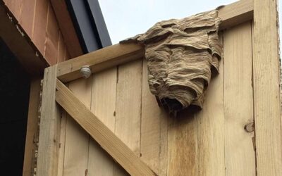 Usuwanie gniazd os i szerszeni