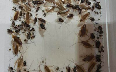 Zwalczanie Karaluchów i Karaczanów Kraków Małopolska