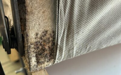 Zwalczanie Pluskwy, Usuwanie Pluskiew